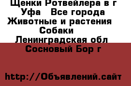 Щенки Ротвейлера в г.Уфа - Все города Животные и растения » Собаки   . Ленинградская обл.,Сосновый Бор г.